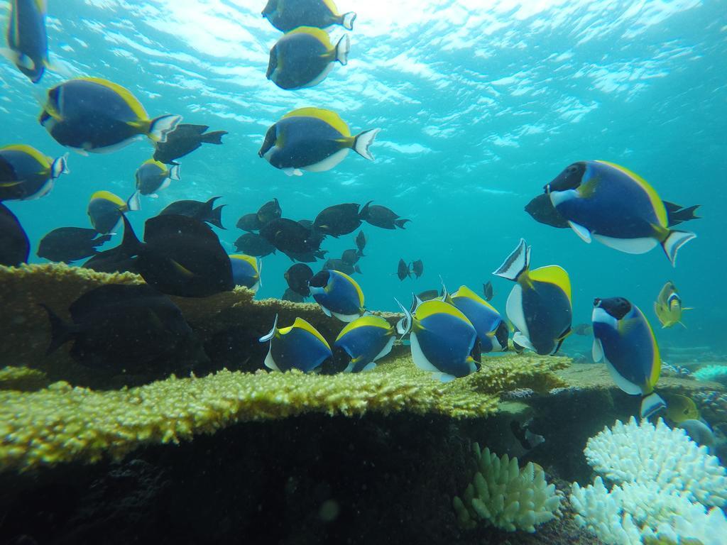 פלידהו Luau Beach Inn, Maldives מראה חיצוני תמונה